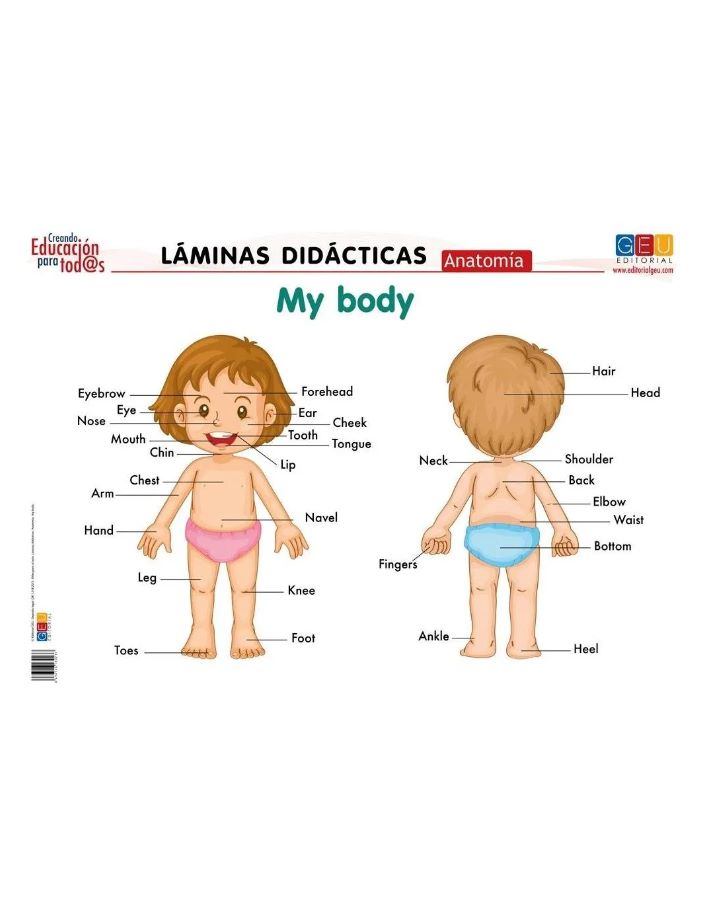 Láminas didácticas: Anatomía: My body, 1 lámina en alta calidad para aprender las partes del cuerpo en inglés. Recomendado para Educación Infantil y TEA.